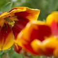 201504161156-DSC06032.jpg