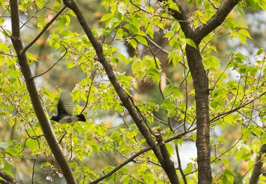 201504161256-DSC06203.jpg