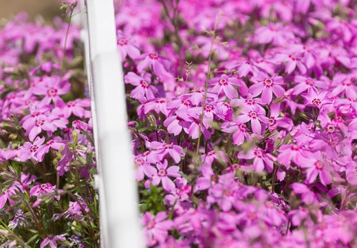201504181152-DSC06438.jpg