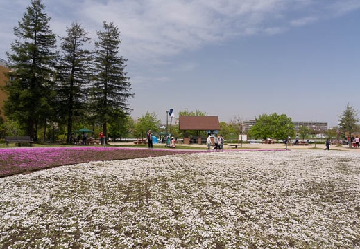 201504181159-DSC09196N6.jpg