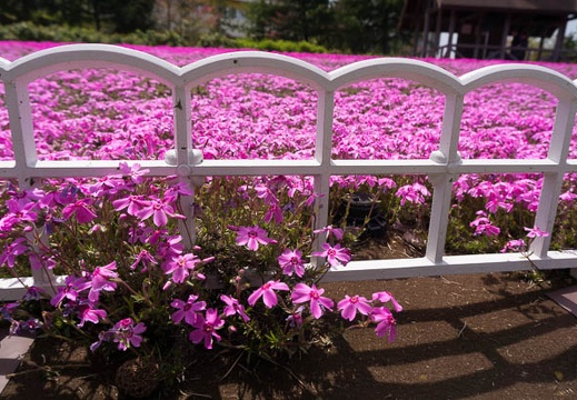 201504181204-DSC09209N6.jpg