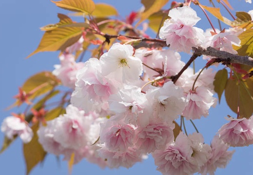 201504181320-DSC06523.jpg