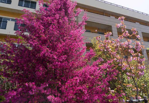 201504181320-DSC09252N6.jpg
