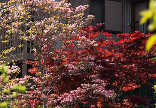 201504181440-DSC06582.jpg