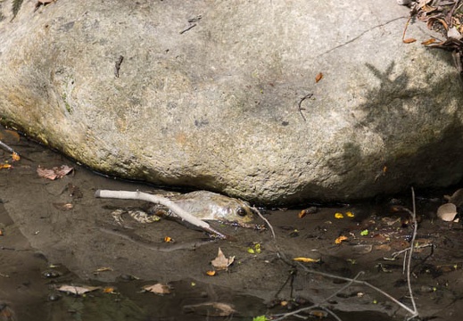 201504211400-DSC06822.jpg