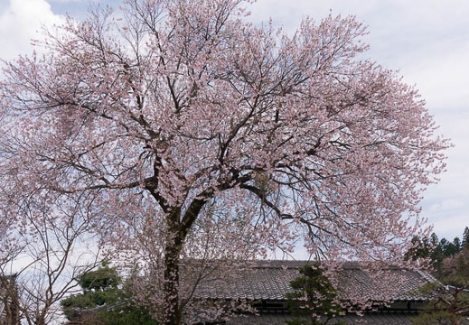 201504221030-DSC09564N6.jpg