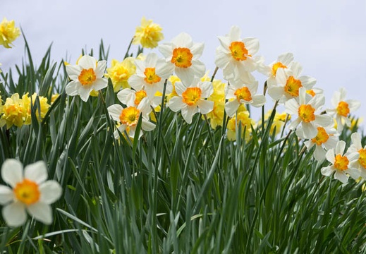 201504221148-DSC07045.jpg