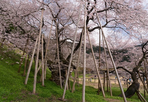 201504221413-DSC09726N6.jpg