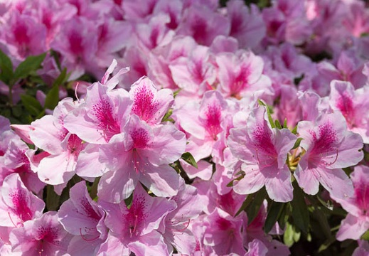 201504231032-DSC07206.jpg