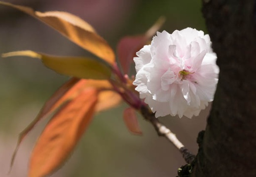201504231126-DSC07288.jpg