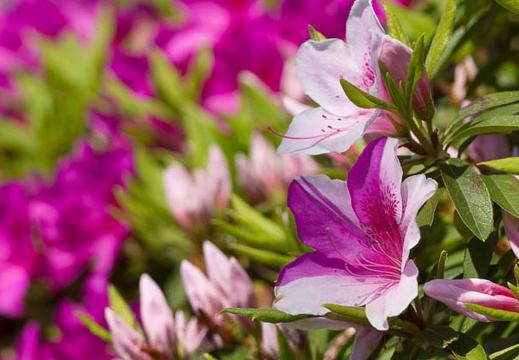 201504231324-DSC07385.jpg
