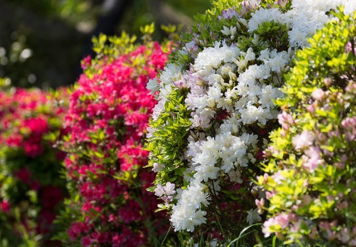 201504231334-DSC07390.jpg