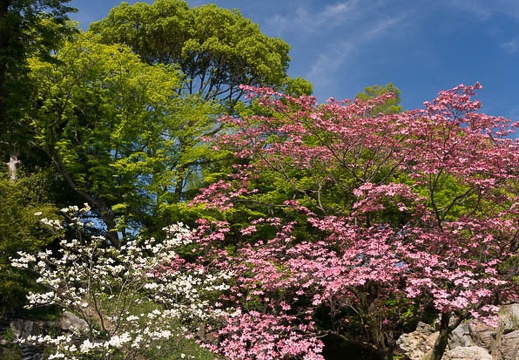 201504231408-DSC00008N6.jpg