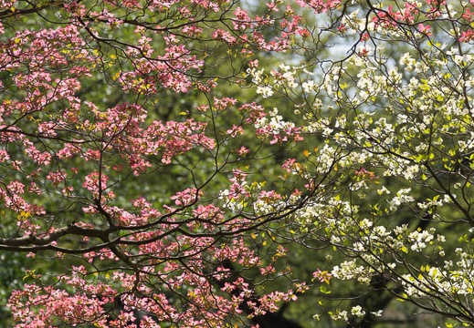 201504231411-DSC07424.jpg