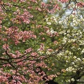 201504231411-DSC07424.jpg