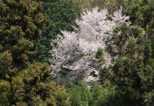 201504241127-DSC07452.jpg