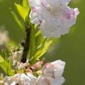201504241145-DSC07463.jpg