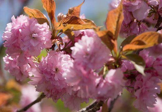 201504241158-DSC07474.jpg