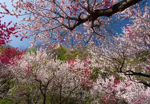 201504260750-DSC01152N5R.jpg