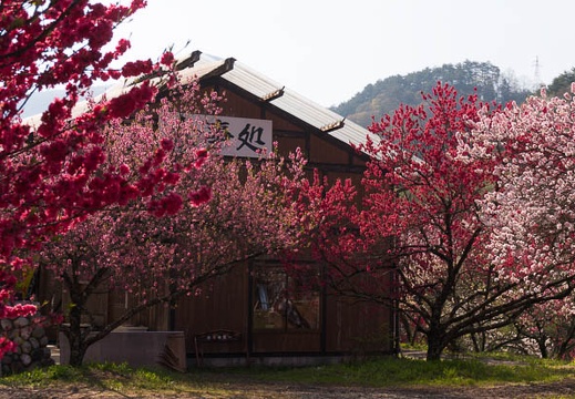 201504260815-DSC00325N6.jpg