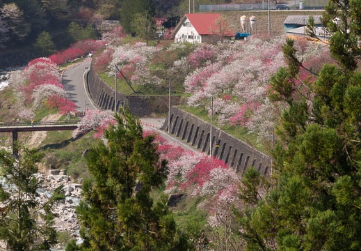 201504260850-DSC08091.jpg