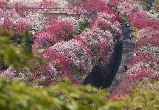 201504260901-DSC08148.jpg