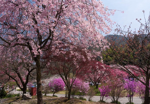 201504261058-DSC00494N6.jpg