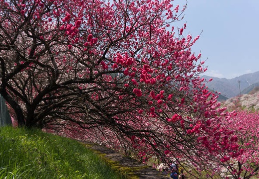 201504261112-DSC00517N6.jpg
