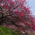 201504261112-DSC00517N6.jpg