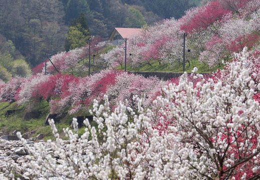 201504261221-DSC08346.jpg