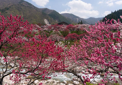 201504261224-DSC00593N6.jpg