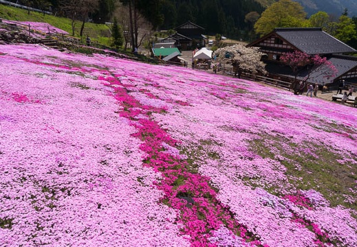 201504271106-DSC00743N6.jpg