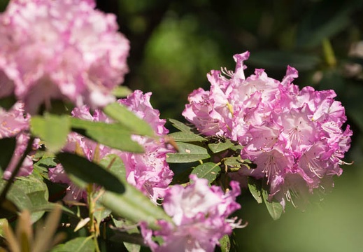 201504271400-DSC08690.jpg