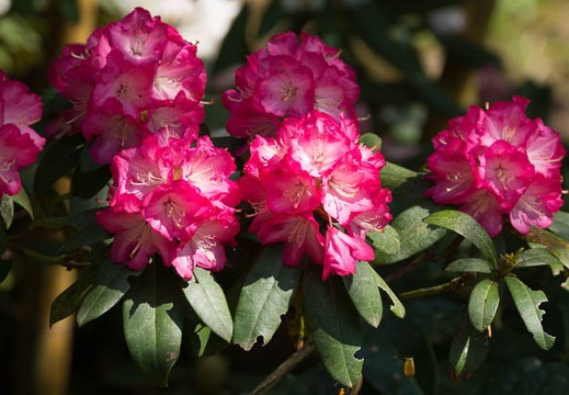 201504271402-DSC08695.jpg