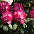 201504271402-DSC08695.jpg
