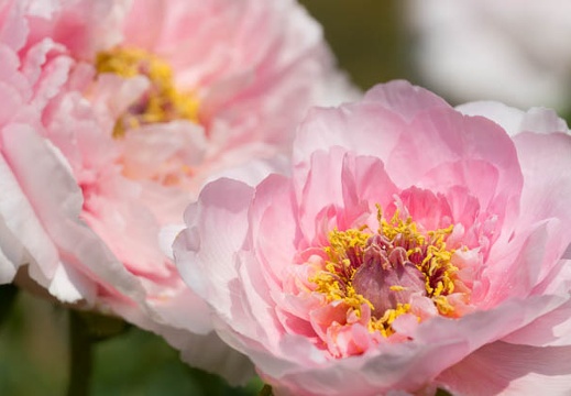 201504271418-DSC08715.jpg