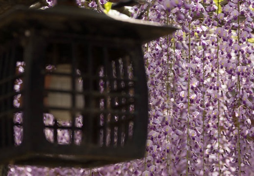 201504281151-DSC08790.jpg