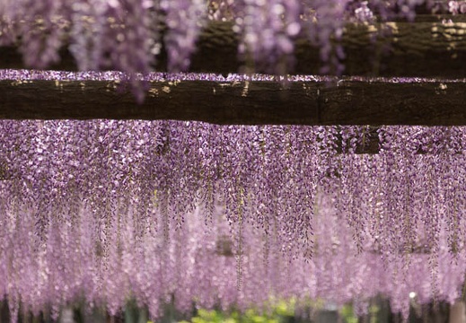 201504281153-DSC08793.jpg