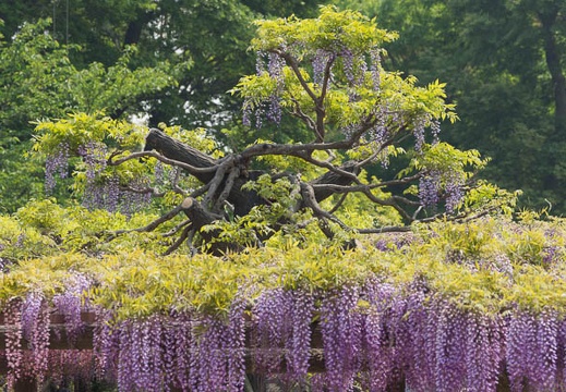201504281251-DSC08887.jpg