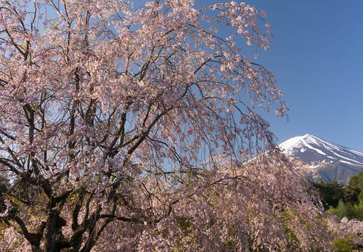 201505020618-DSC01948N6.jpg