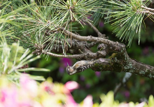 201505061224-DSC09919.jpg
