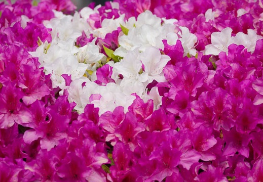 201505061314-DSC00017.jpg