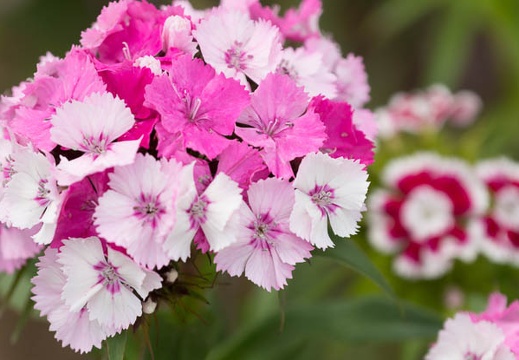 201505061349-DSC00049.jpg