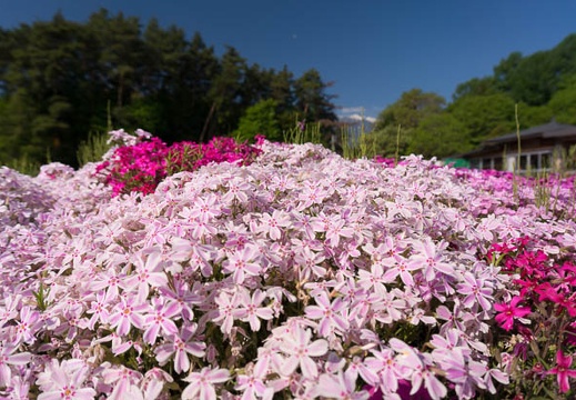 201505100751-DSC03044N6.jpg