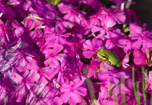 201505100810-DSC00166.jpg