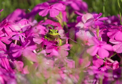 201505100812-DSC00183.jpg
