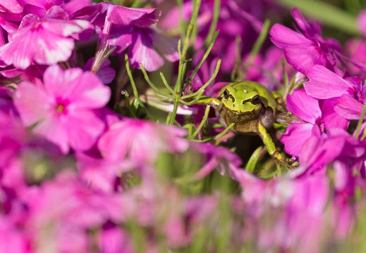 201505100825-DSC00242.jpg