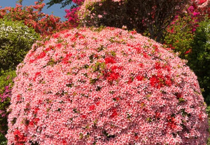 201505101007-DSC03166N6.jpg