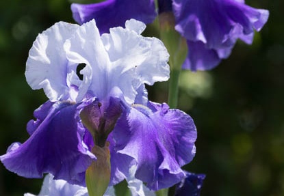 201505101119-DSC00366.jpg