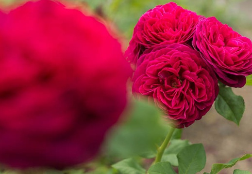 201505181125-DSC01192.jpg
